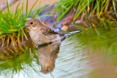 Pied Flycatcher, Ficedula hypoleuca, Forest Pond, Akdeniz Ormanı, Kastilya ve Leon, İspanya, Avrupa