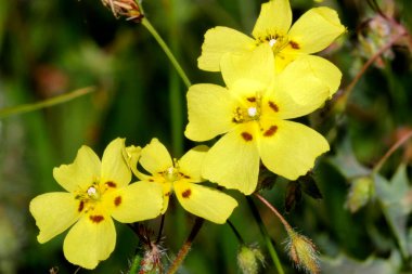 Vahşi Çiçek, Guadarrama Milli Parkı, Segovia, Kastilya ve Leon, İspanya, Avrupa