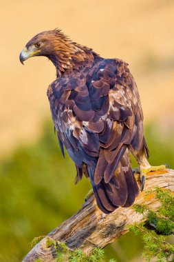 Altın Kartal, Aquila Chrysaetos, Akdeniz Ormanı, Kastilya ve Leon, İspanya, Avrupa