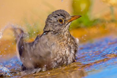 Blackbird, Turdus merula, Orman Göleti, Akdeniz Ormanı, Kastilya ve Leon, İspanya, Avrupa