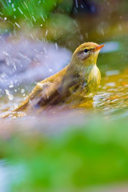 Willow Warbler, Phylloscopus trochilus, Forest Pond, Akdeniz Ormanı, Kastilya ve Leon, İspanya, Avrupa