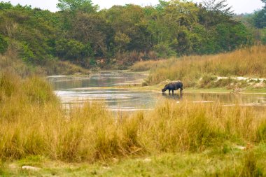 Büyük Boynuzlu Gergedan, Hintli Gergedan, Asyalı Gergedan, Gergedan, Tekboynuz, Bataklık, Kraliyet Bardia Ulusal Parkı, Bardiya Ulusal Parkı, Nepal, Asya