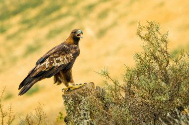 Altın Kartal, Aquila Chrysaetos, Akdeniz Ormanı, Kastilya ve Leon, İspanya, Avrupa