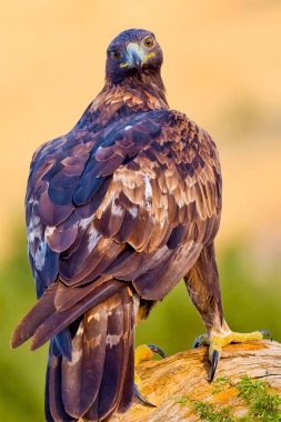Altın Kartal, Aquila Chrysaetos, Akdeniz Ormanı, Kastilya ve Leon, İspanya, Avrupa