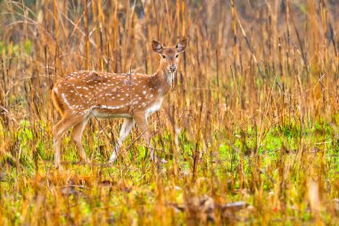 Görülen Geyik, Çita, Eksen, Eksen Geyiği, Kraliyet Bardia Ulusal Parkı, Bardiya Ulusal Parkı, Nepal, Asya