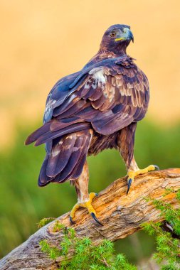 Altın Kartal, Aquila Chrysaetos, Akdeniz Ormanı, Kastilya ve Leon, İspanya, Avrupa