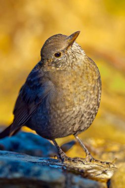 Blackbird, Turdus merula, Orman Göleti, Akdeniz Ormanı, Kastilya ve Leon, İspanya, Avrupa