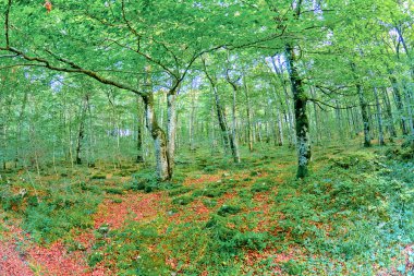 Orman manzarası, Valderejo Doğal Parkı, Valdegova, lav, Bask Ülkesi, İspanya, Avrupa