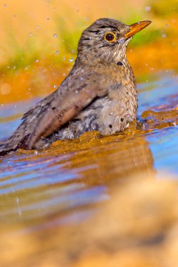 Blackbird, Turdus merula, Orman Göleti, Akdeniz Ormanı, Kastilya ve Leon, İspanya, Avrupa