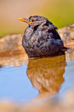 Blackbird, Turdus merula, Orman Göleti, Akdeniz Ormanı, Kastilya ve Leon, İspanya, Avrupa