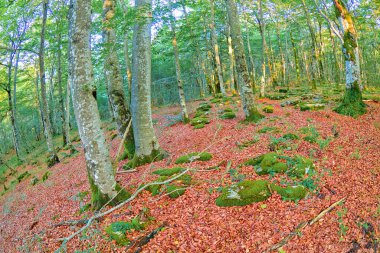 Forest Landscape, Valderejo Natural Park, Valdegova, lava, Basque Country, Spain, Europe clipart