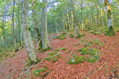 Forest Landscape, Valderejo Natural Park, Valdegova, lava, Basque Country, Spain, Europe clipart