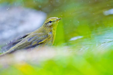 Willow Warbler, Phylloscopus trochilus, Forest Pond, Akdeniz Ormanı, Kastilya ve Leon, İspanya, Avrupa