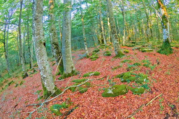 Orman manzarası, Valderejo Doğal Parkı, Valdegova, lav, Bask Ülkesi, İspanya, Avrupa