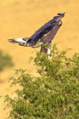 Altın Kartal, Aquila Chrysaetos, Akdeniz Ormanı, Kastilya ve Leon, İspanya, Avrupa