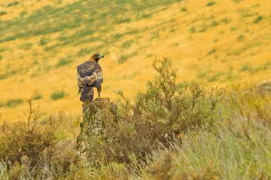 Altın Kartal, Aquila Chrysaetos, Akdeniz Ormanı, Kastilya ve Leon, İspanya, Avrupa