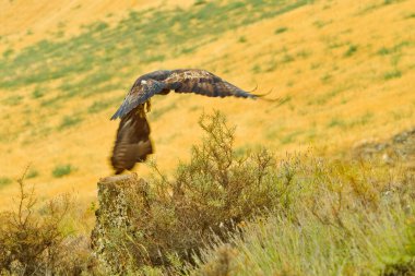 Altın Kartal, Aquila Chrysaetos, Akdeniz Ormanı, Kastilya ve Leon, İspanya, Avrupa