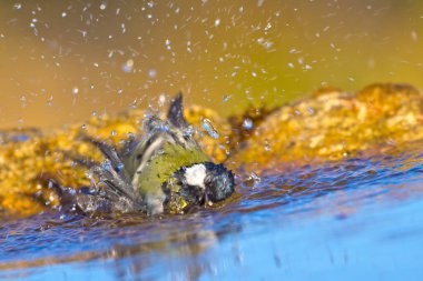 Great Tit, Parus major, Forest Pond, Mediterranean Forest, Castile and Leon, Spain, Europe