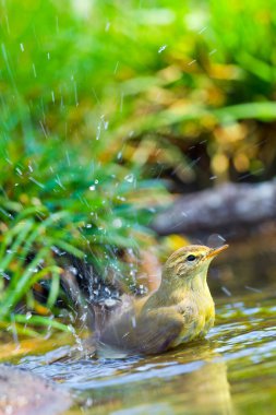 Willow Warbler, Phylloscopus trochilus, Forest Pond, Akdeniz Ormanı, Kastilya ve Leon, İspanya, Avrupa