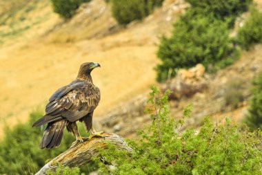 Altın Kartal, Aquila Chrysaetos, Akdeniz Ormanı, Kastilya ve Leon, İspanya, Avrupa
