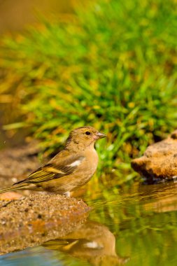 Chaffinch, Fringilla coelebs, Forest Pond, Akdeniz Ormanı, Kastilya ve Leon, İspanya, Avrupa