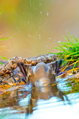 Pied Flycatcher, Ficedula hypoleuca, Forest Pond, Akdeniz Ormanı, Kastilya ve Leon, İspanya, Avrupa