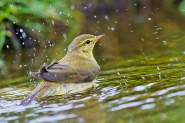 Willow Warbler, Phylloscopus trochilus, Forest Pond, Akdeniz Ormanı, Kastilya ve Leon, İspanya, Avrupa