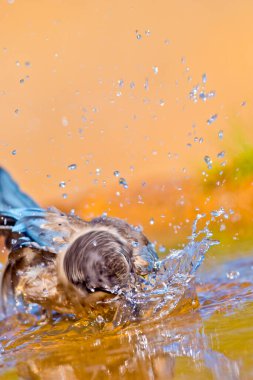 Gök mavisi kanatlı Magpie, Cyanopica Cooki, Orman Havuzu, Akdeniz Ormanı, Kastilya ve Leon, İspanya, Avrupa