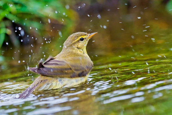 Willow Warbler Phylicopus Trochilus Forest Pond Mediterranean Forest Castile Leon — стоковое фото