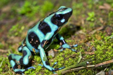 Yeşil ve Kara Zehirli Dart Kurbağası, Dendrobates auratus, Tropikal Yağmur Ormanı, Kosta Rika, Orta Amerika, Americ