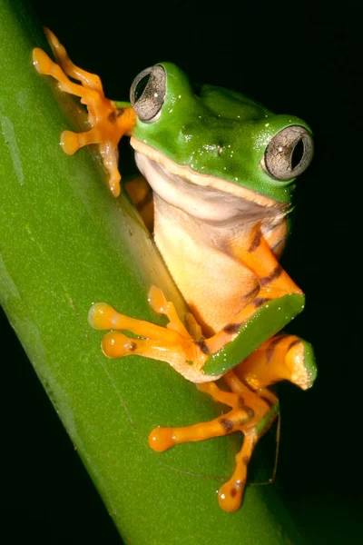 Tiger-Striped Leaf Frog, Callimedusa tomopterna, Tropical  Rainforest, Napo River Basin, Amazonia, Ecuador, America
