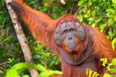 Orangutan, Pongo pigmaeus, Tanjung Puting Ulusal Parkı, Borneo, Endonezya