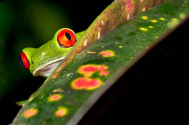 Red-eyed Tree Frog, Agalychnis callidryas, Tropical Rainforest, Corcovado National Park, Osa Conservation Area, Osa Peninsula, Costa Rica, Central America, America clipart