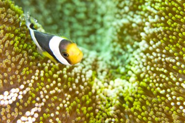 Panda Palyaço Balığı, Amfiprion Çokbalığı, Palyaço Balığı, Anemonbalık, Papaz balığı, Lembeh, Kuzey Sulawesi, Endonezya, Asya