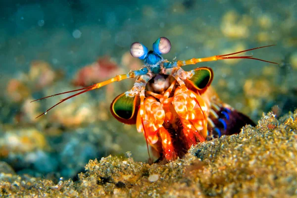 Mantis Karidesi, Tavuskuşu Mantisi, Odomodactylus Scylla, Mercan Resifi, Lembeh, Kuzey Sulawesi, Endonezya, Asya