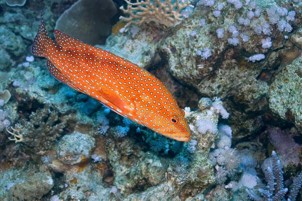 Coral grouper, Cephalopholis miniata, Coral Reef, Red Sea, Egypt, Africa