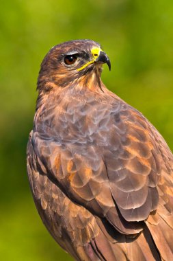 Şahin, Buteo buteo, Akdeniz Ormanı, Kastilya ve Leon, İspanya, Avrupa