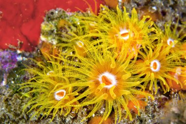 Kaplayan Deniz Anemone, Mercan Resifi, Lembeh, Kuzey Sulawesi, Endonezya, Asya