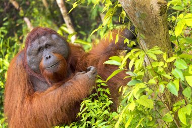 Orangutan, Pongo pygmaeus, Tanjung Puting National Park, Borneo, Indonesia clipart