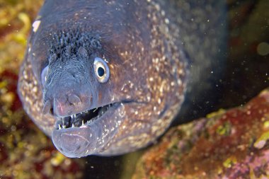 Akdeniz Moray, Muraena Helena, Cabo Cope-Puntas del Calnegre Doğal Parkı, Akdeniz,