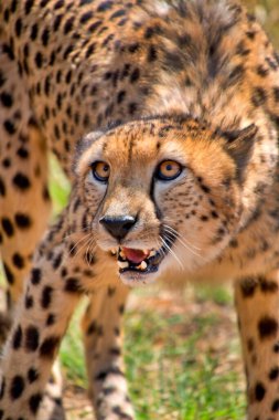 Cheetah, Acinonyx jubatus, Wildlife Reserve, South Africa, Africa clipart