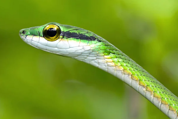 Serpiente Loro Serpiente Loro Satinado Leptophis Depressirostris Selva Tropical Parque —  Fotos de Stock