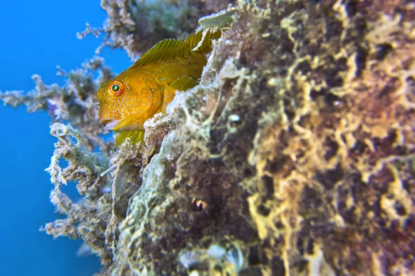 Ringneck Blenny Parablennius Pilicornis Cabo Cope Puntas Del Calnere Natural — стокове фото