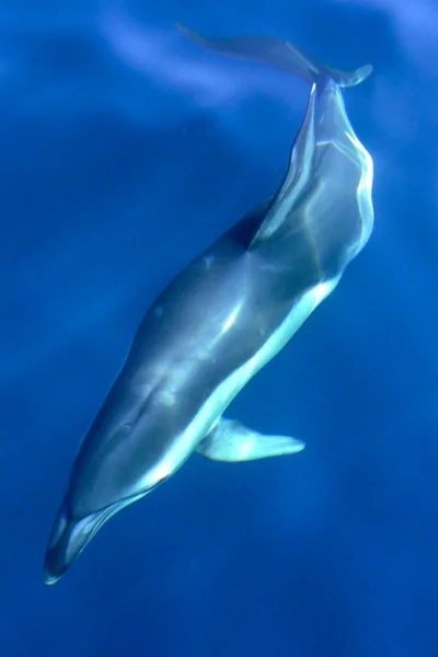 Short beaked Common Dolphin, Delphinus delphis, Straits of Gibraltar Natural Park, Tarifa, Cadiz Province, Spain, Europe