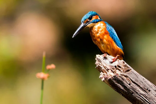 Kingfisher Alcedo Athis Rzeka Tajo Monfrague National Park Zepa Rezerwat — Zdjęcie stockowe