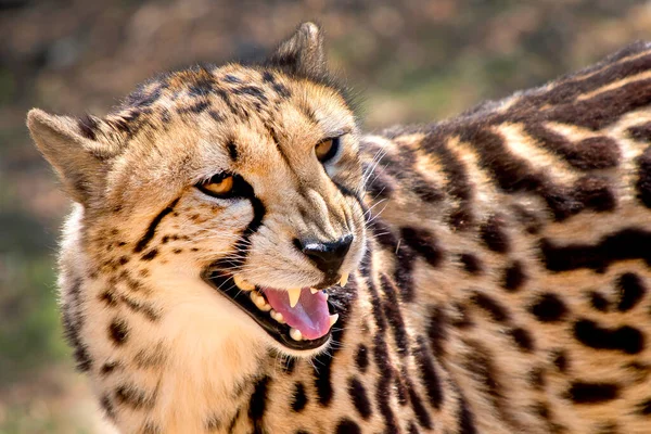 Gepard Acinonyx Jubatus Wildtierreservat Südafrika Afrika — Stockfoto