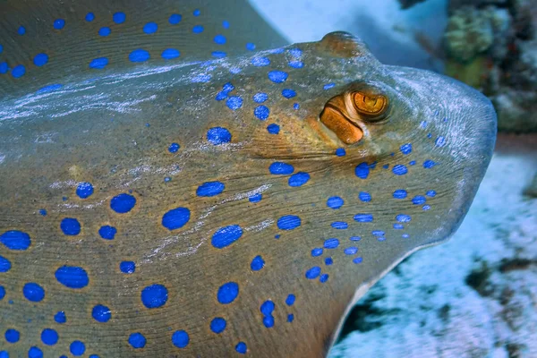 Rayo Cola Ribbontail Manchas Azules Linfma Taeniura Arrecife Coral Mar — Foto de Stock