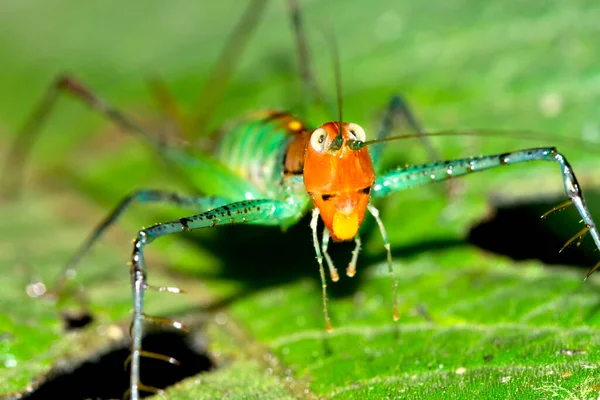 Grasshopper Tropical Rainforest Marino Ballena National Park Uvita Osa Puntarenas — 图库照片