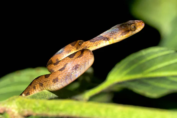 Mapepire Corde Violon Blunthead Tree Snake Imantodes Cenchoa Tropical Rainforest — Fotografia de Stock