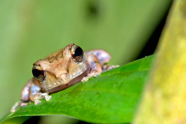 Rana Tropical Selva Tropical Parque Nacional Corcovado Área Conservación Osa — Foto de Stock